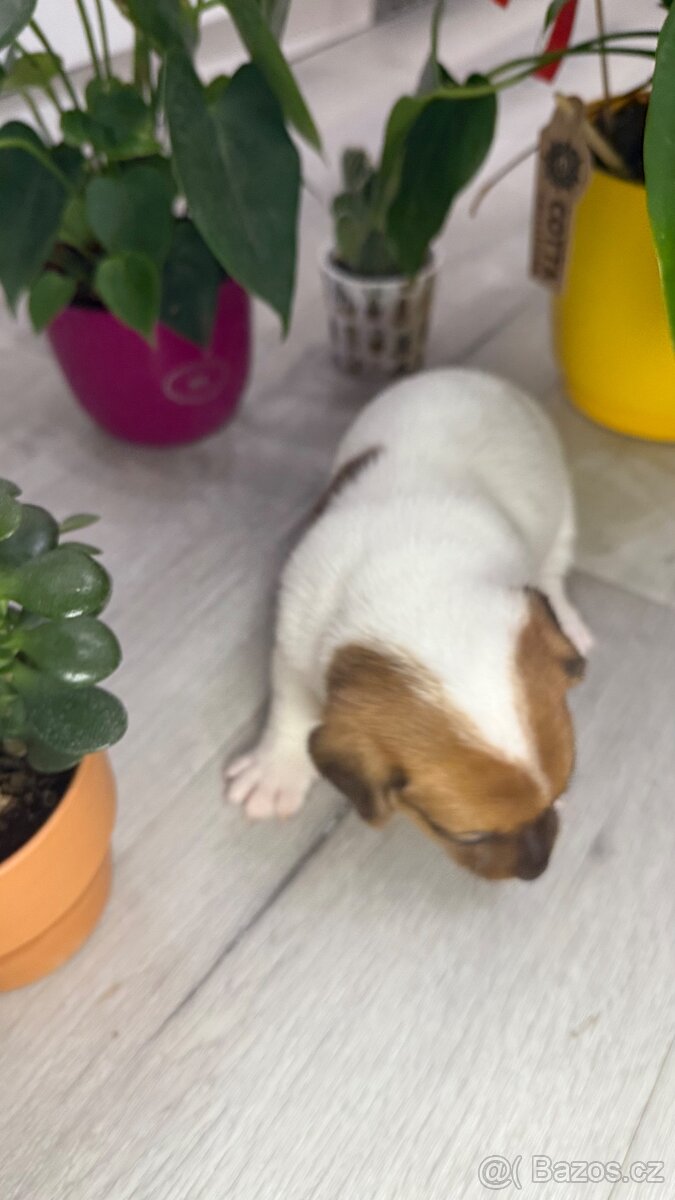 Jack Russel Terier - 7