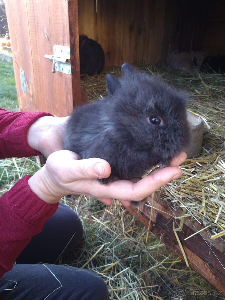 Prodám zakrslá králíčata - 7
