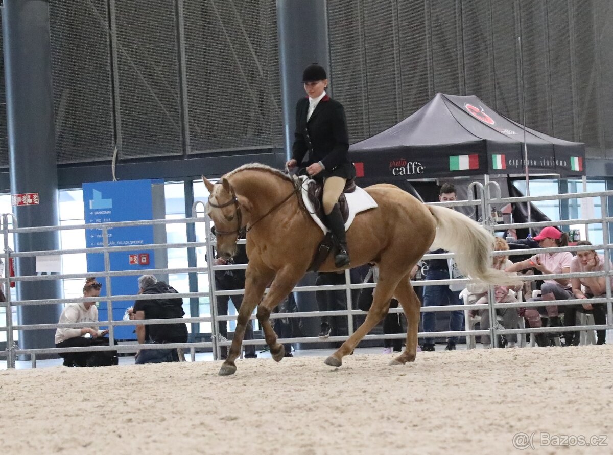 Připouštění QH hřebcem - 7