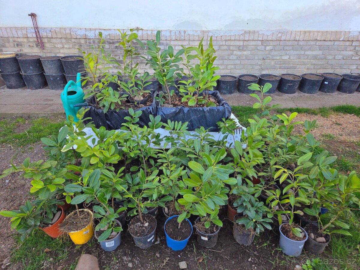 Bobkovišně (pro krásný živý plot) - 7