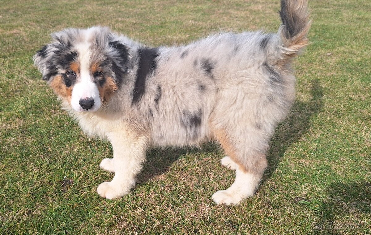 Australský ovčák s PP - 7