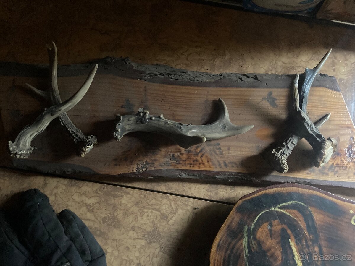 Daněk,myslivost - 7