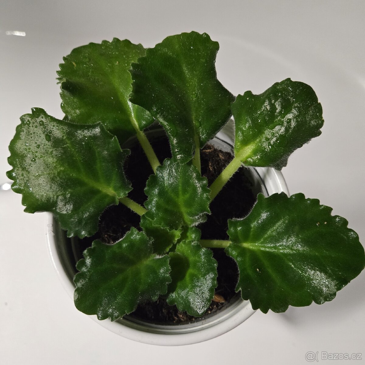 Fialka "curly" bílá - 7