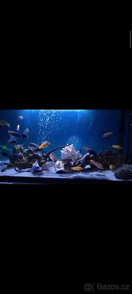 Prodam tlamovce z Malawi - 7