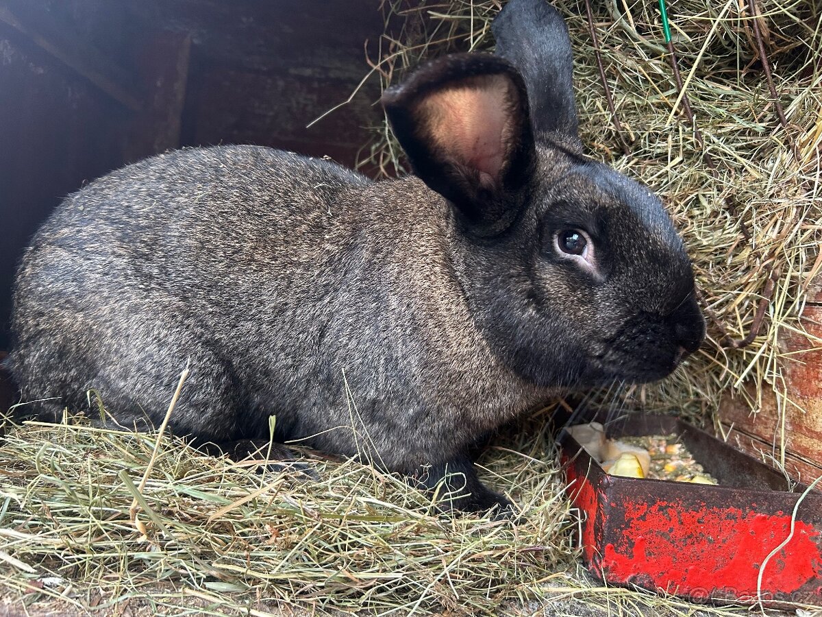 CHOVNÍ KRÁLÍCI K PŘIPUŠTĚNÍ - 7