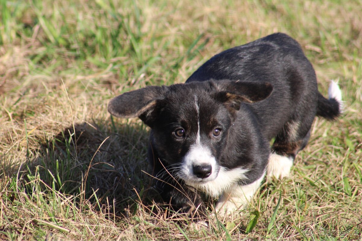 Welsh corgi cardigan s PP- posledni pejsek volný - 7