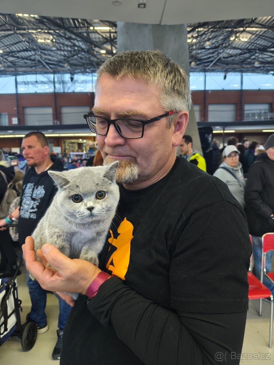 Britská modrá kočička - 7