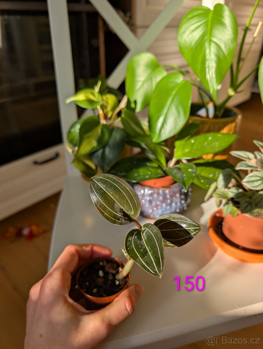 Pokojové rostliny - 7