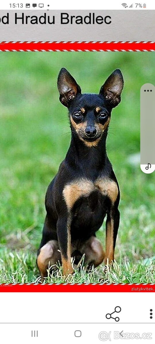 Pražsky krysařík - 7