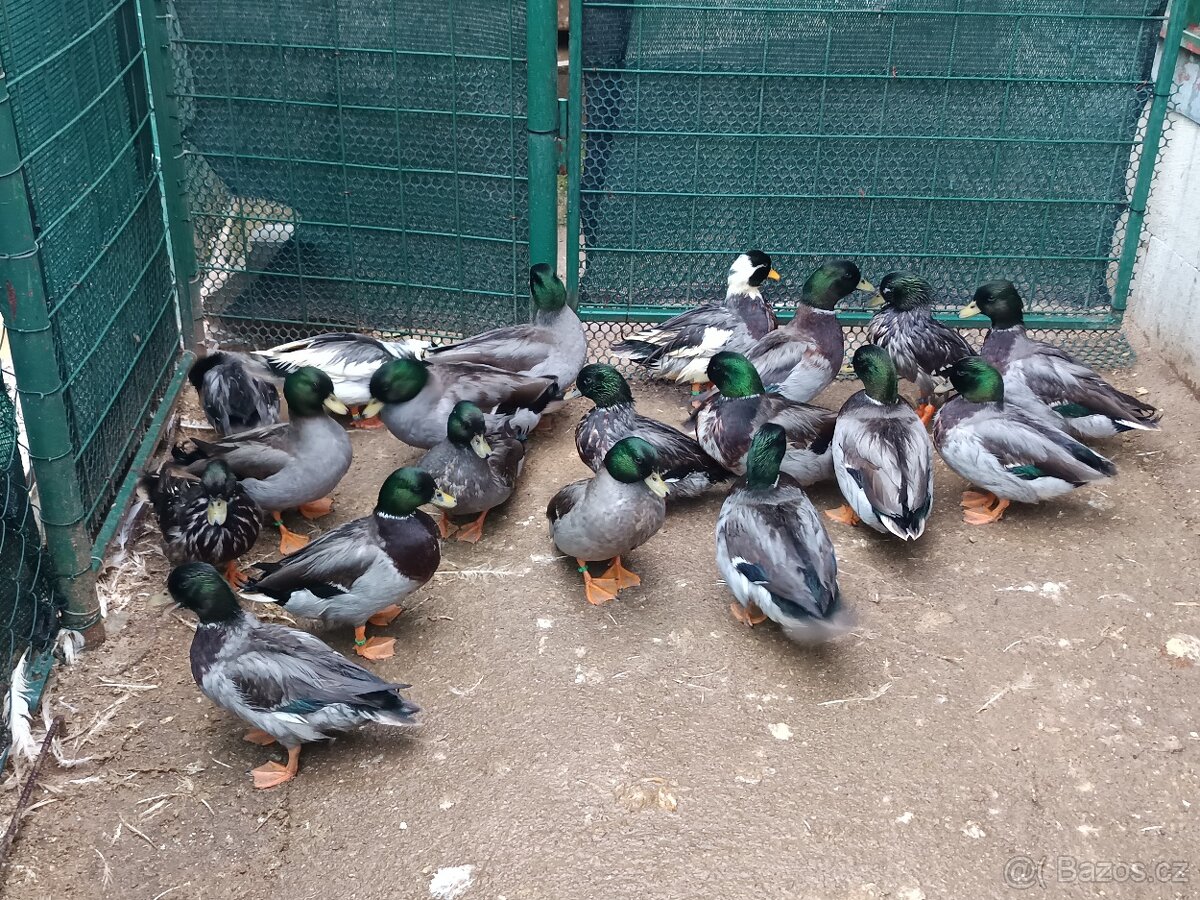 Zakrslé kachny - 7