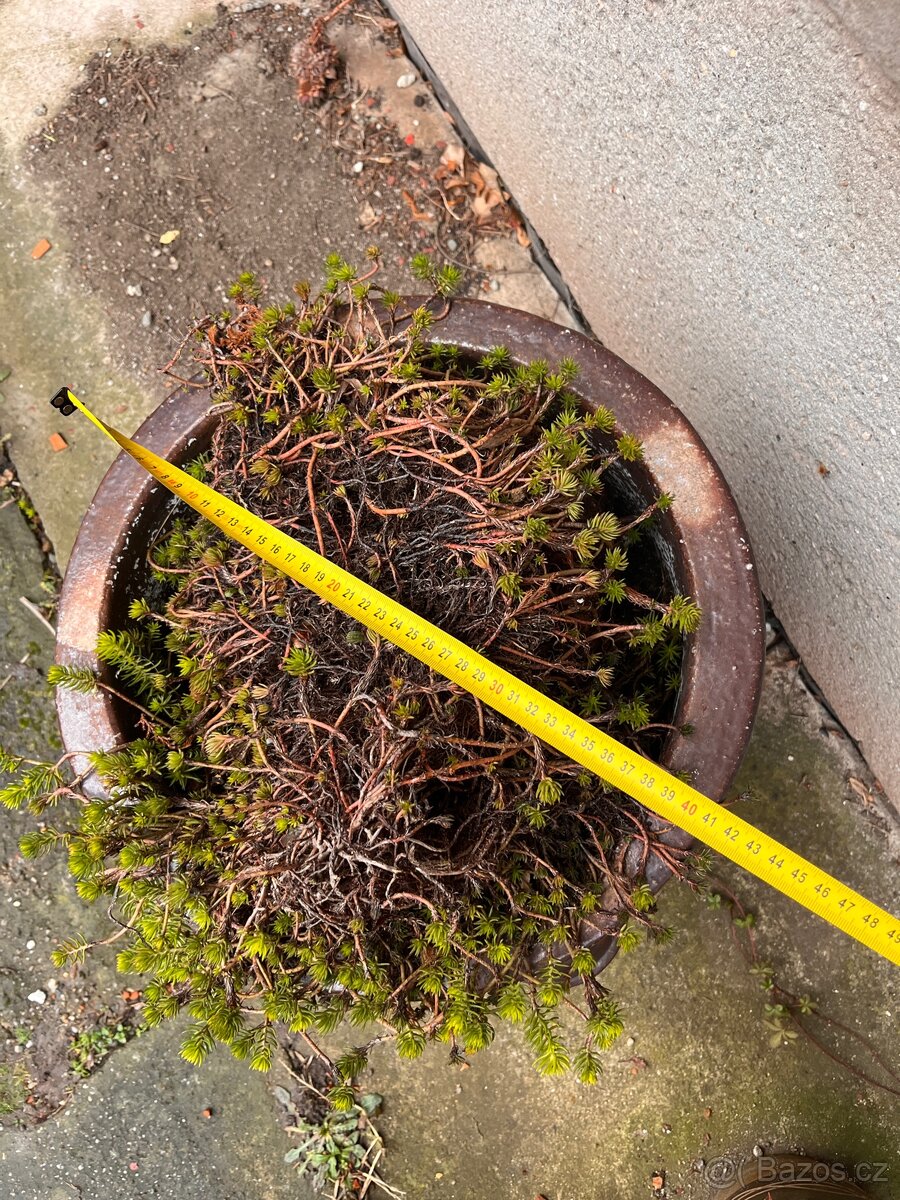 Květináče (i s obsahem pokud chcete) - cena za vsechny - 7