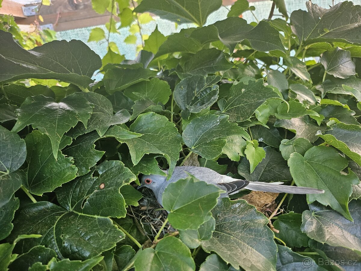 Holoubek Diamantovy z venk.voliéry - 7