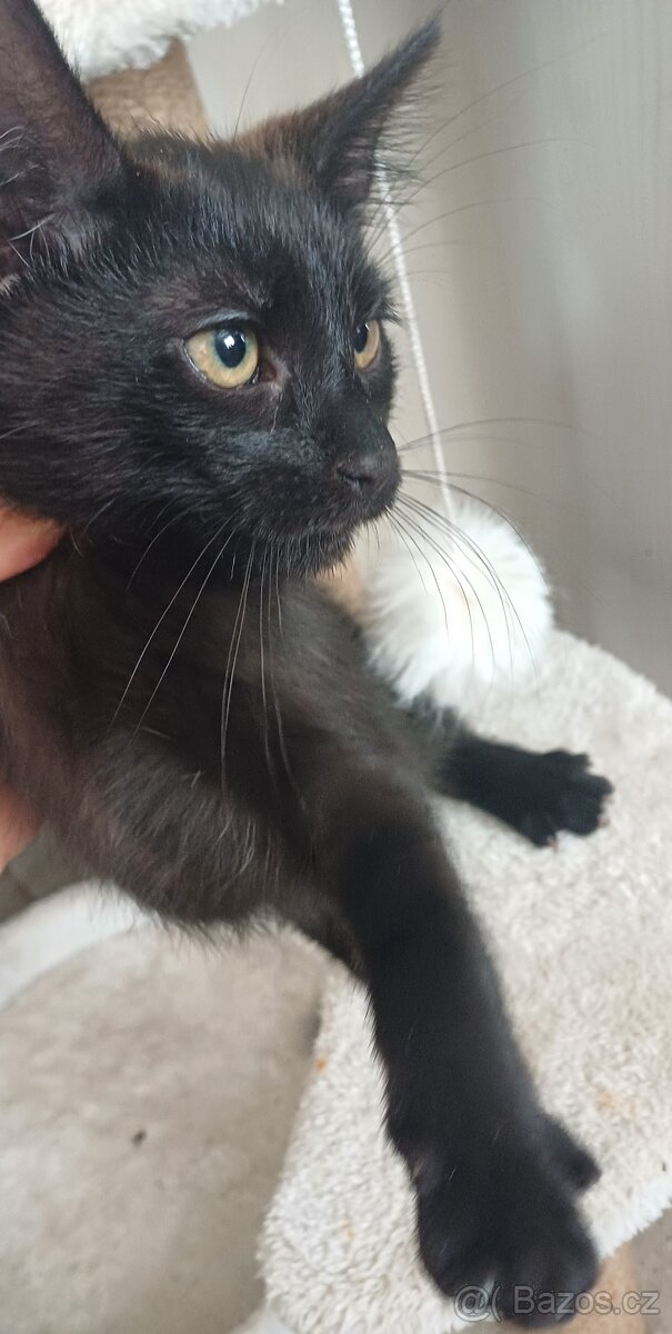 Mainská x Ragdoll x - 7