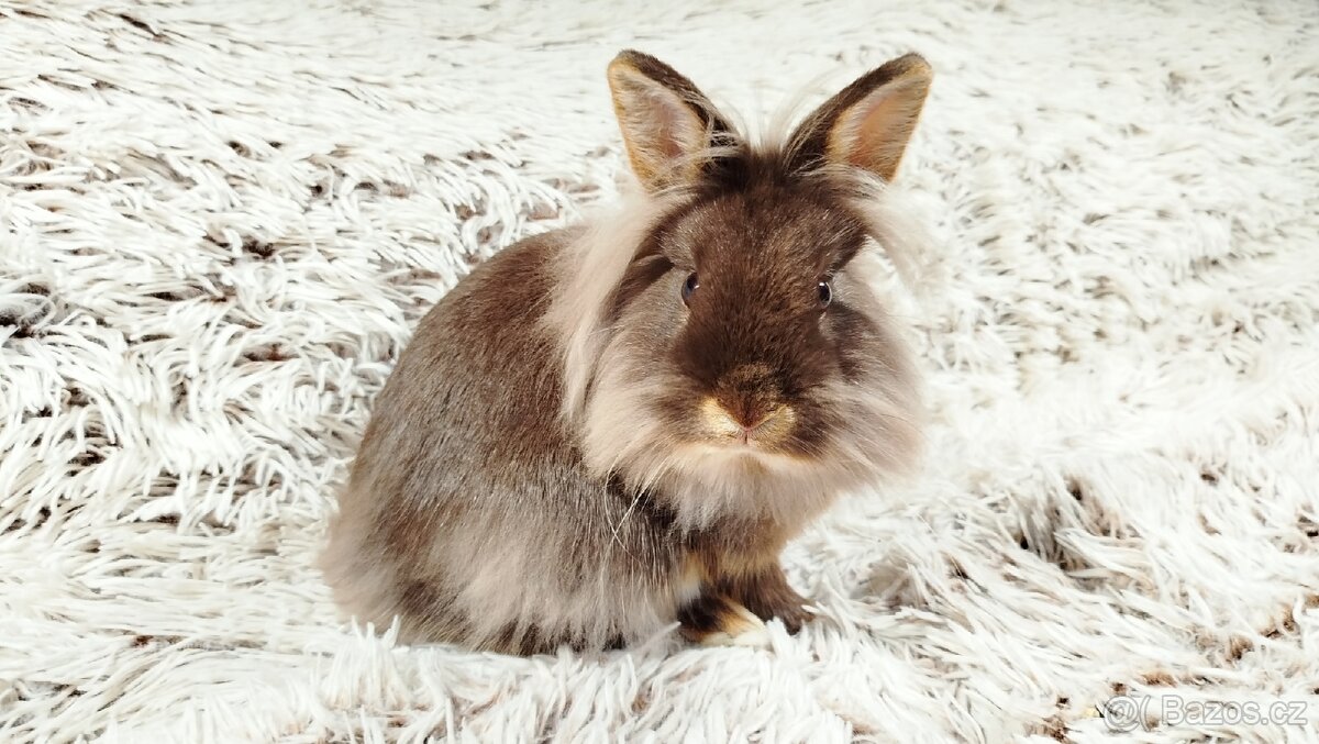 Zakrslý králík, králíčel -(lvíček)-NATANIEL - 7
