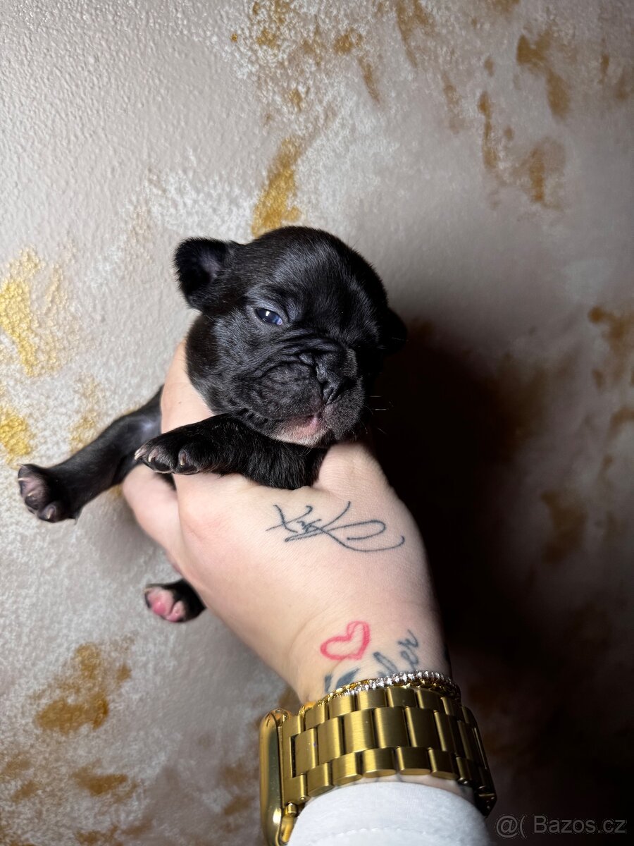 ✨Francouzský buldoček✨ - 7