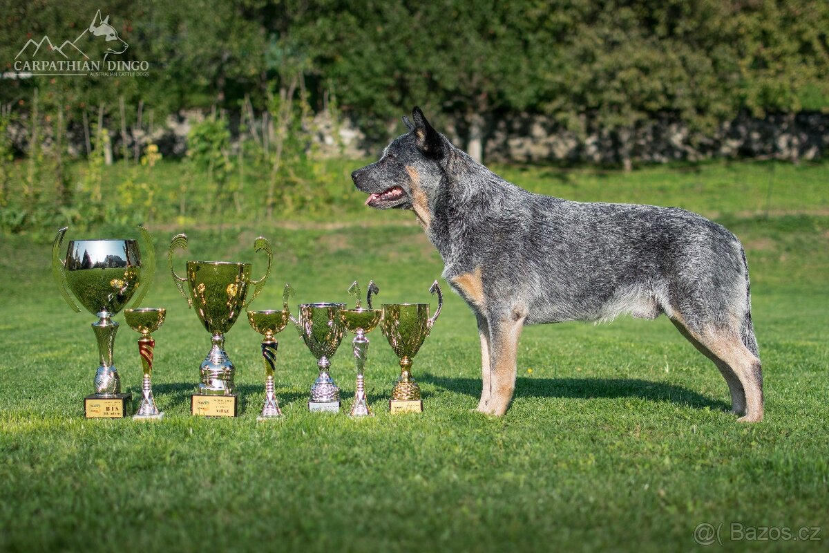 Australský honácký pes - s PP - 7
