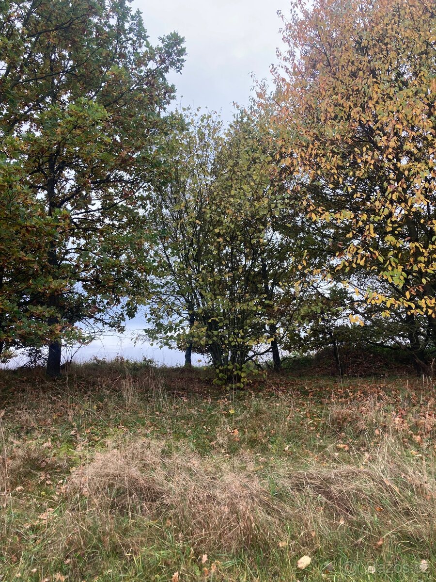 Pronájem pozemku v Semici u písku - 7