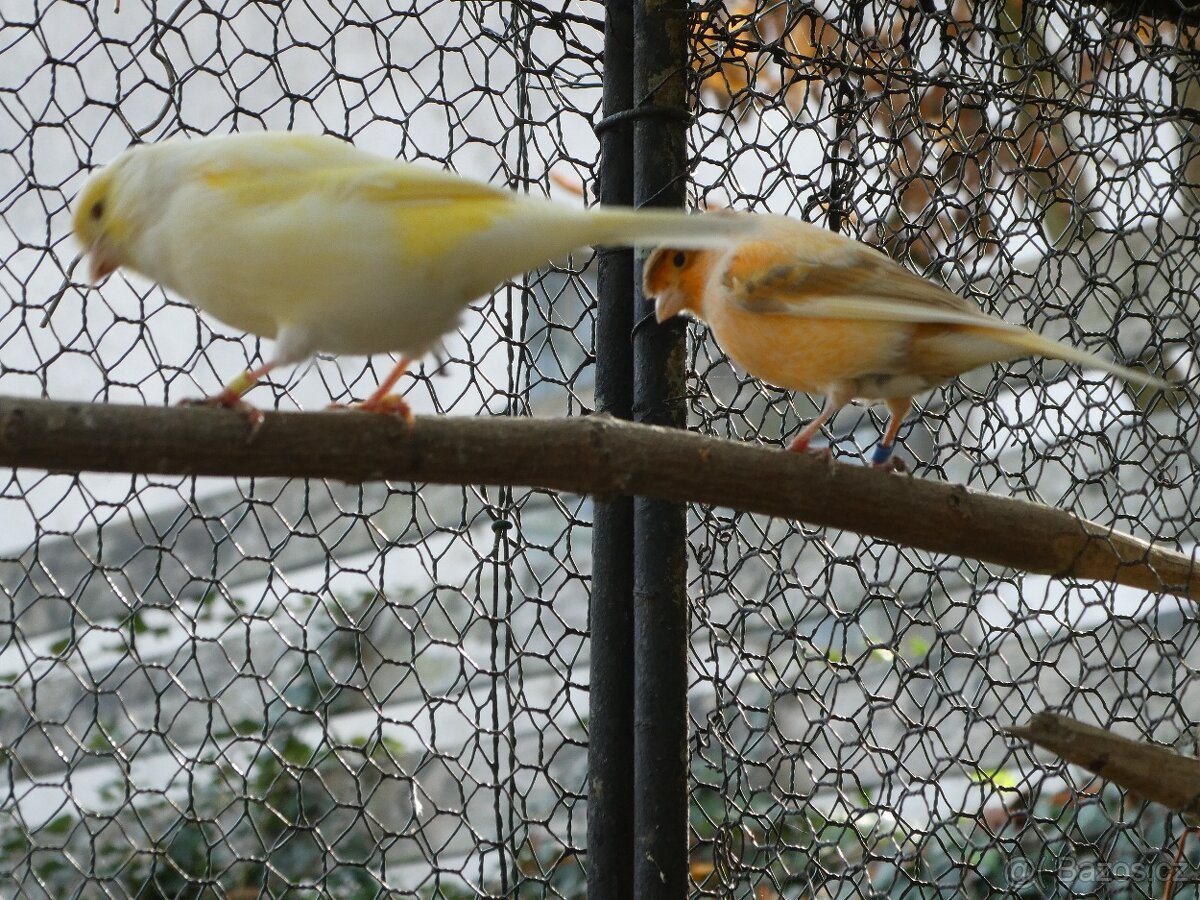 Prodám kanáry a zebřičky - 7