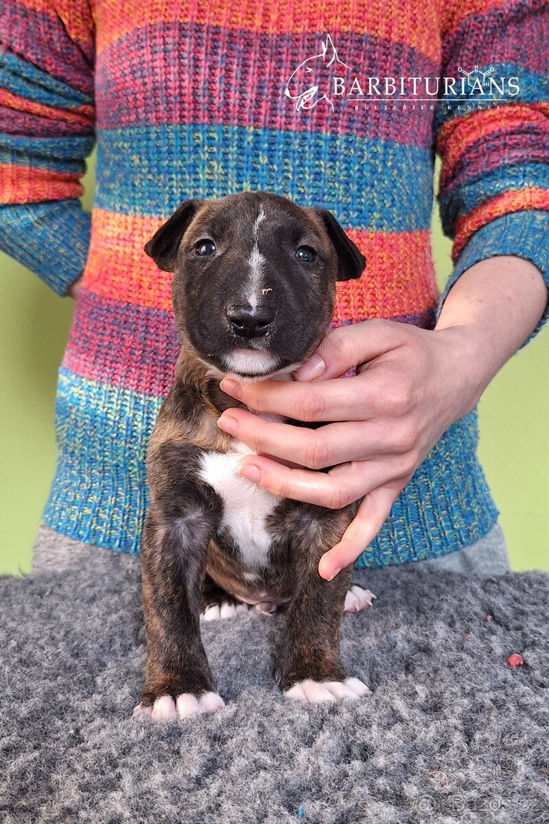 Anglický Bulteriér s PP / Bullterier, bullterrier - 7