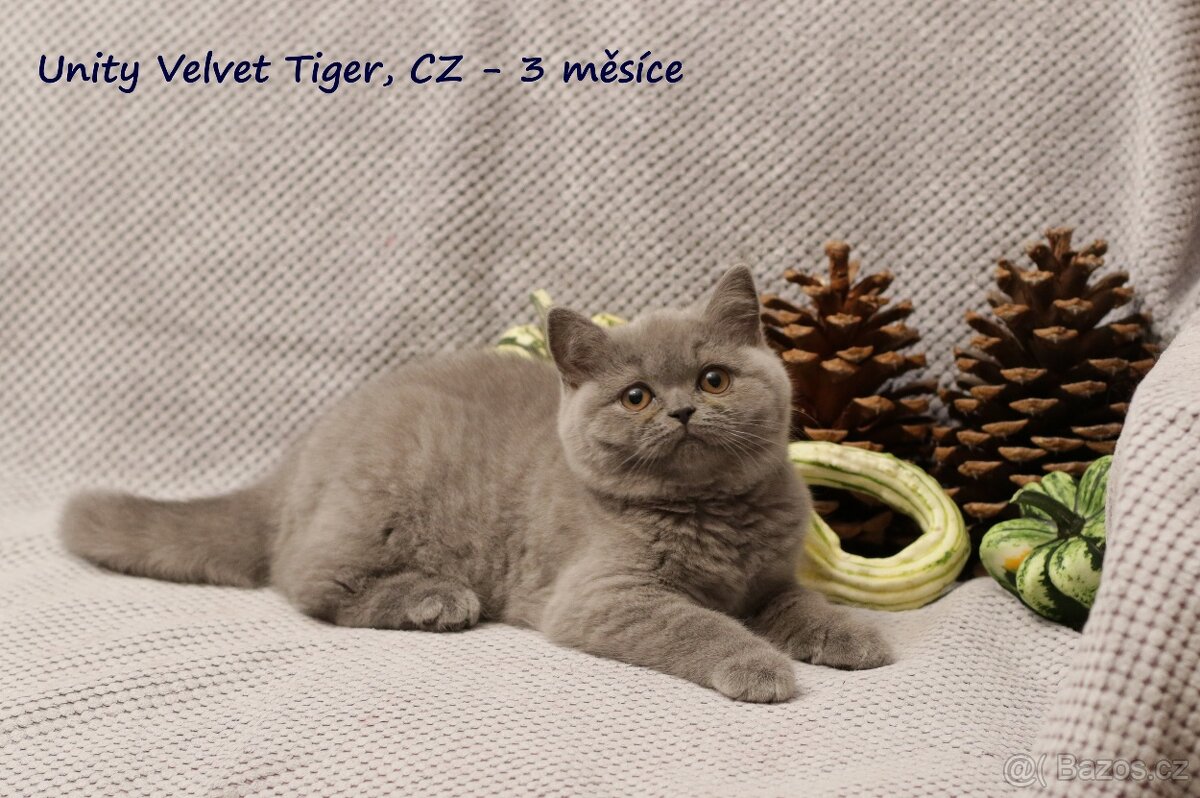 Britská modrá koťátka vrhů T + U s PP - 7