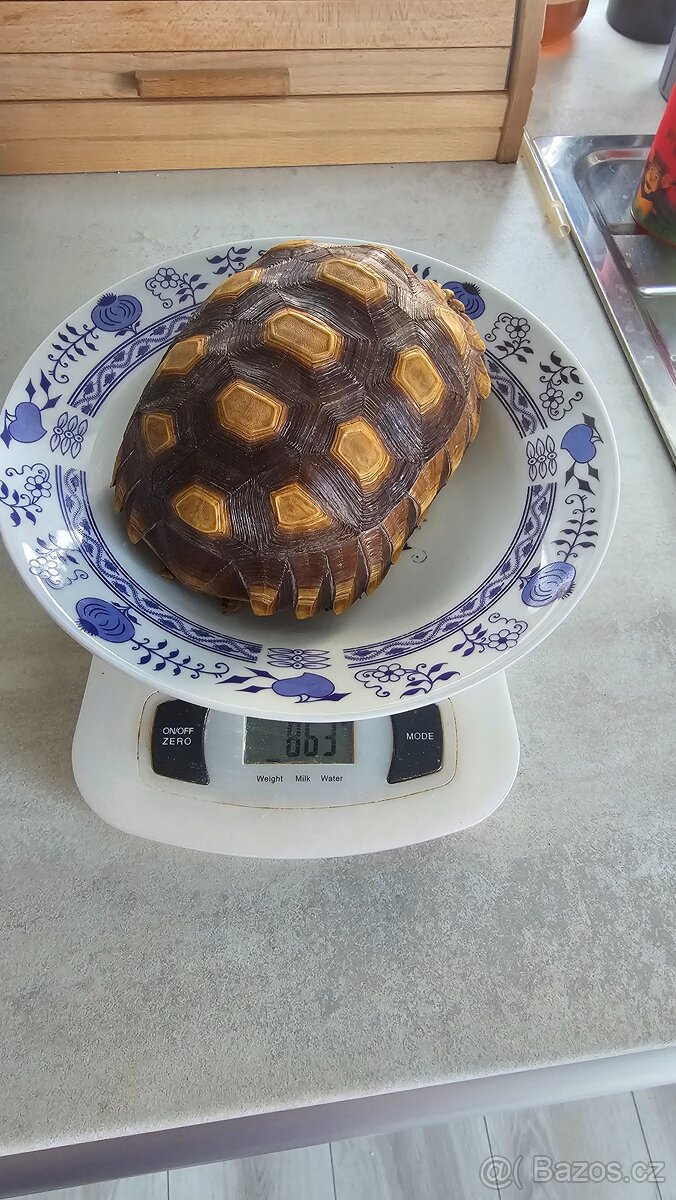 Suchozemské želvy - 7