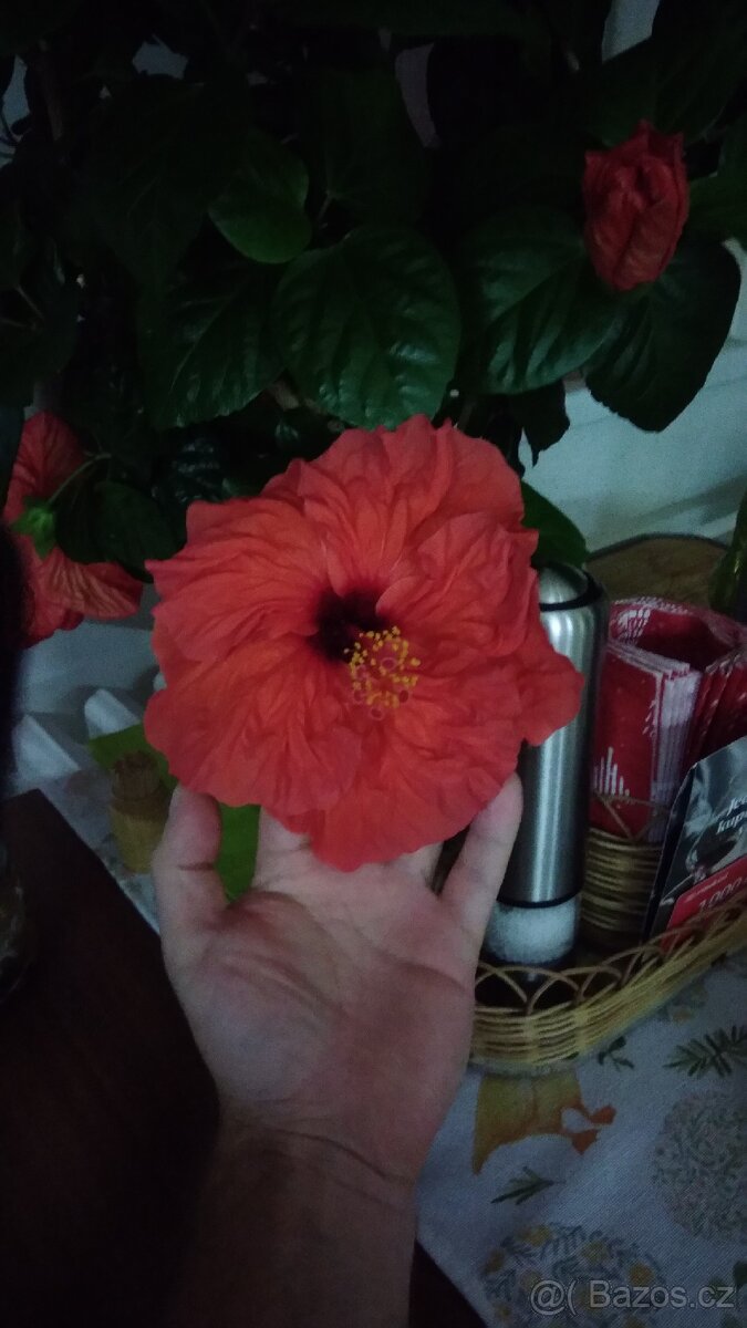 Ibišek - Hibiscus rosa, Orchidej - Phalaenopsis - 7