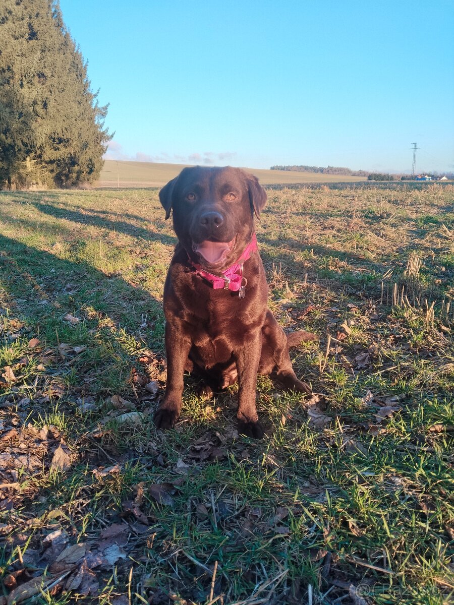 Labradorský retrívr s PP- krytí - 7