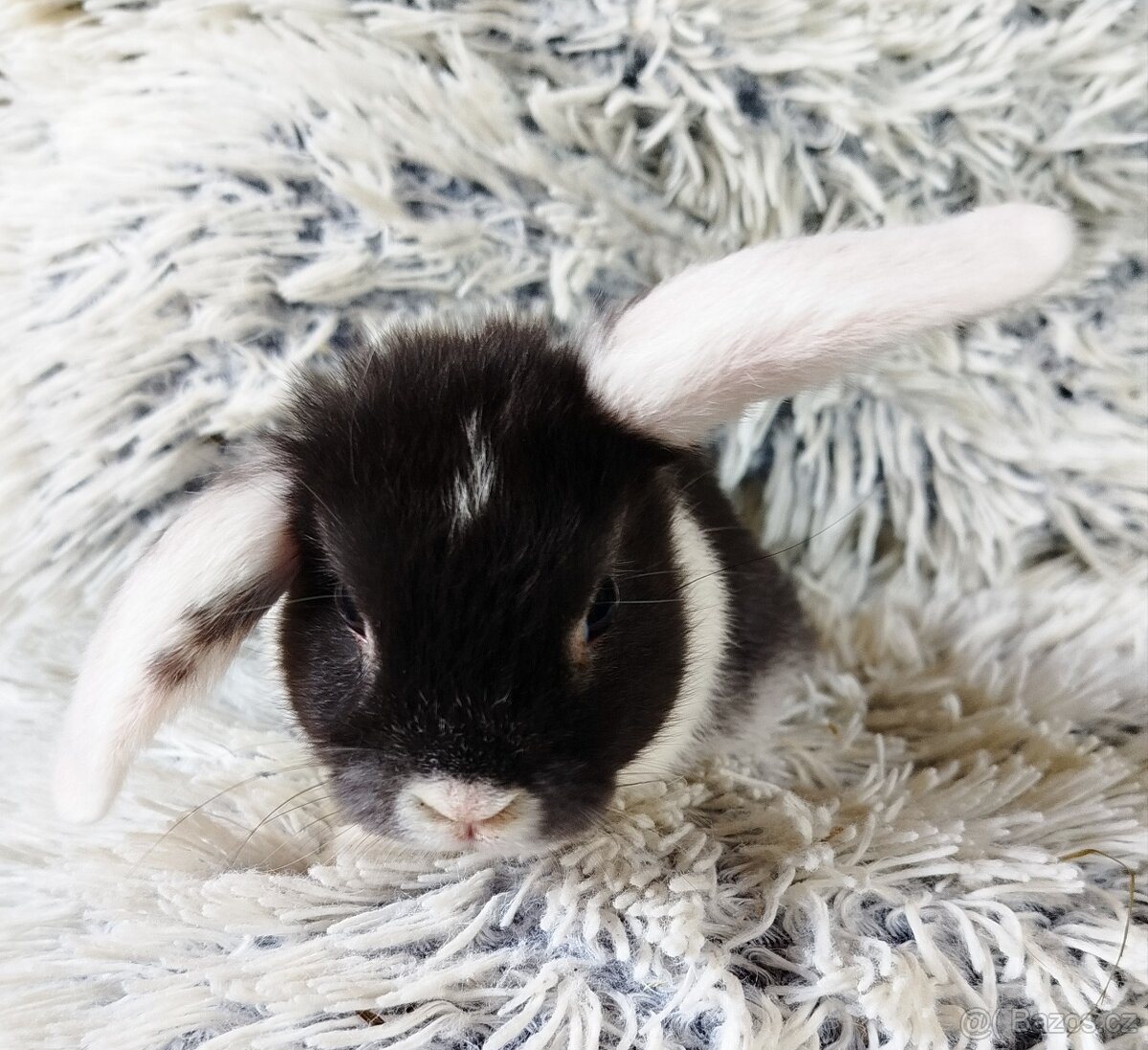 Minilop - anglický zakrslý beránek - Max - 7