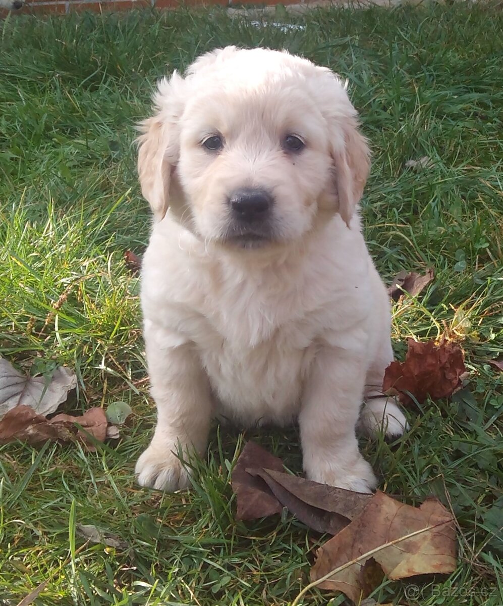 Zlatý retriever, zlatý retrívr - štěňata - 7