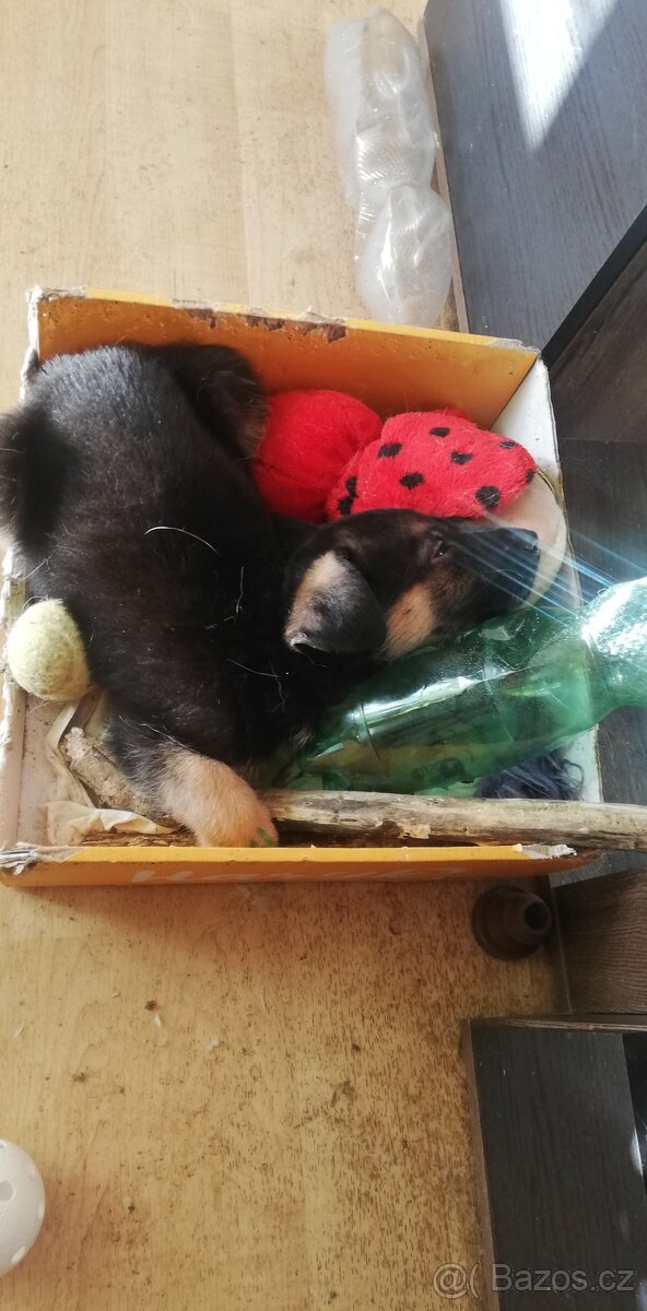 Nemecky ovčák typu Rex(štěňata) - 7