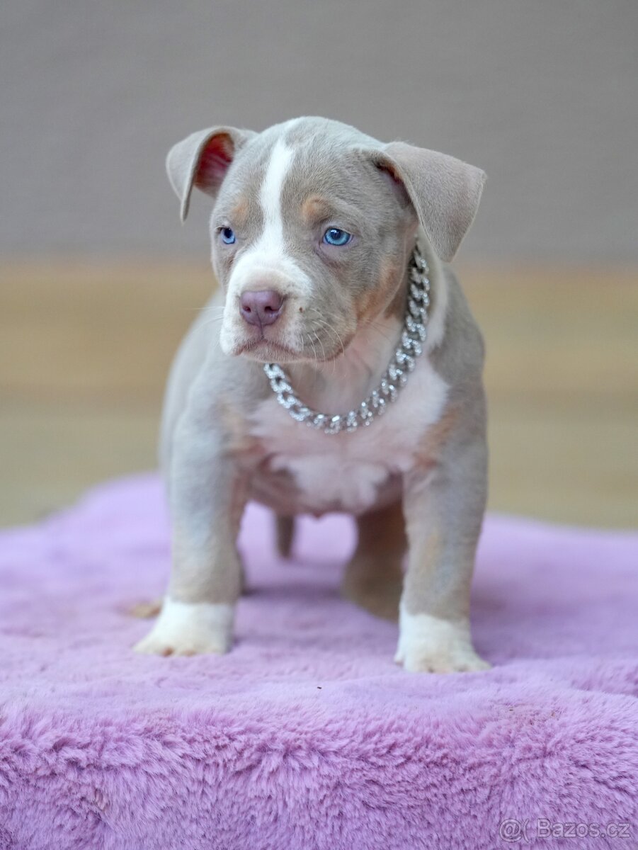 American Bully XL / XXL - 7
