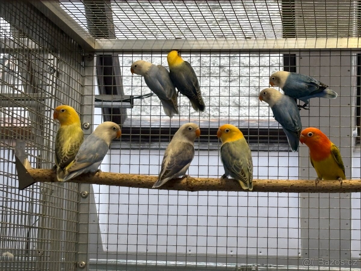 Agapornis fischeri - 7