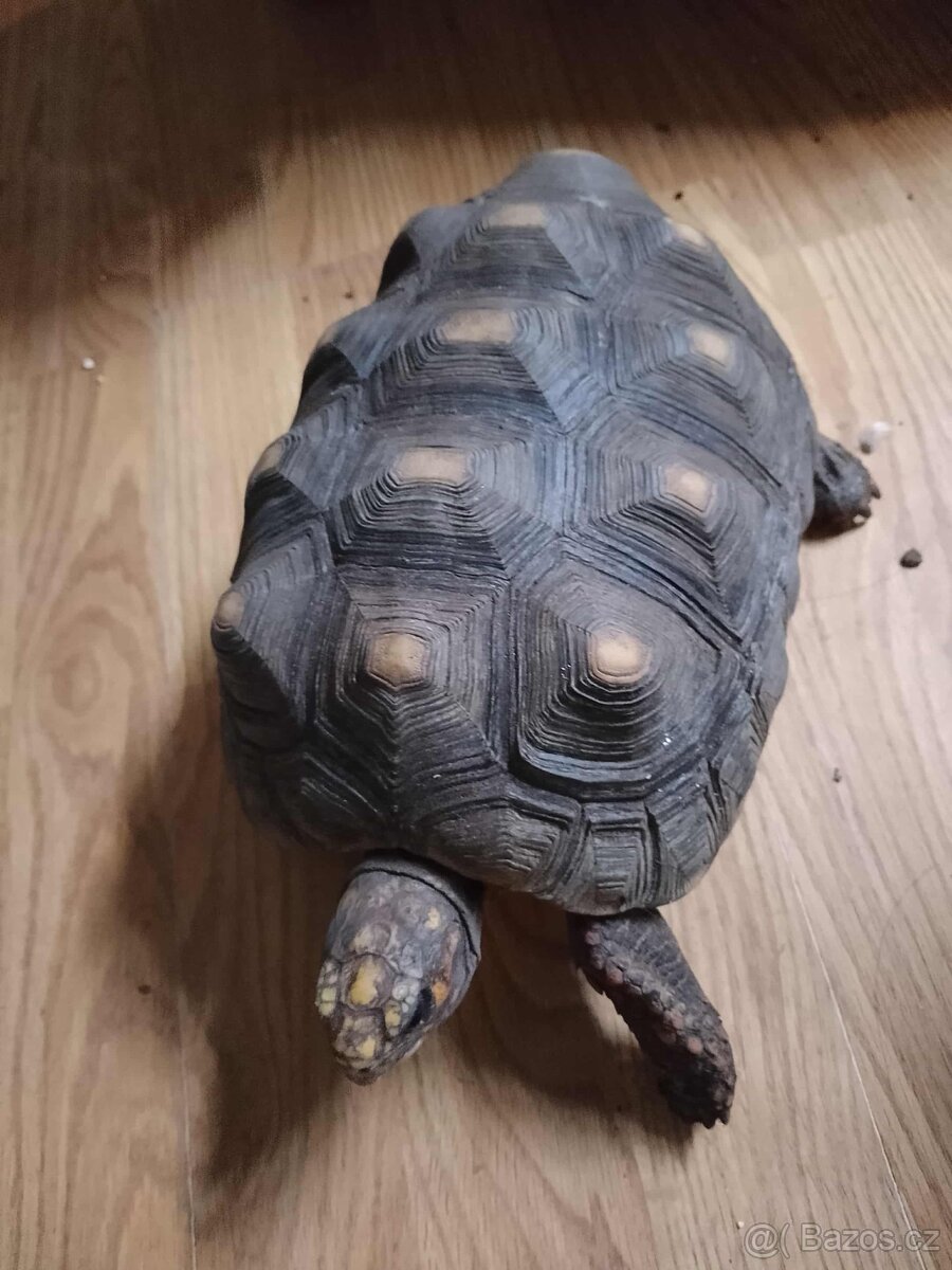 želva - 7