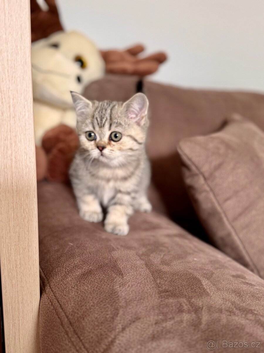 Skotská klapouchá kočka, scottish straight s PP - 7