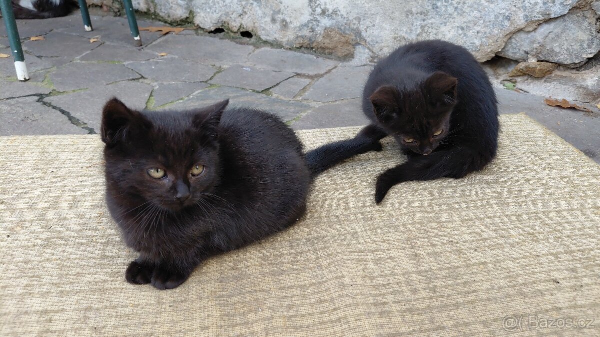 DARUJI KOŤÁTKA - 7