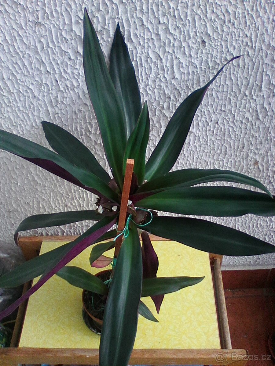 Pokojové květiny - 7