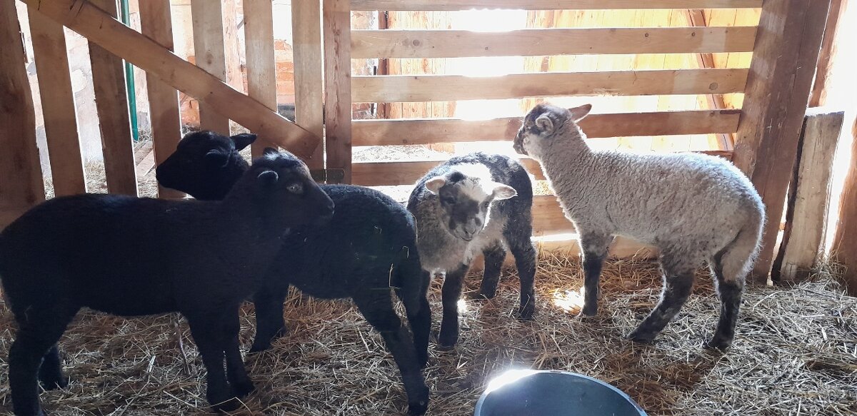Jehňata na prodej - 7