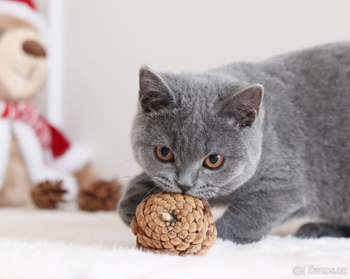 Britská koťátka s PP - 7