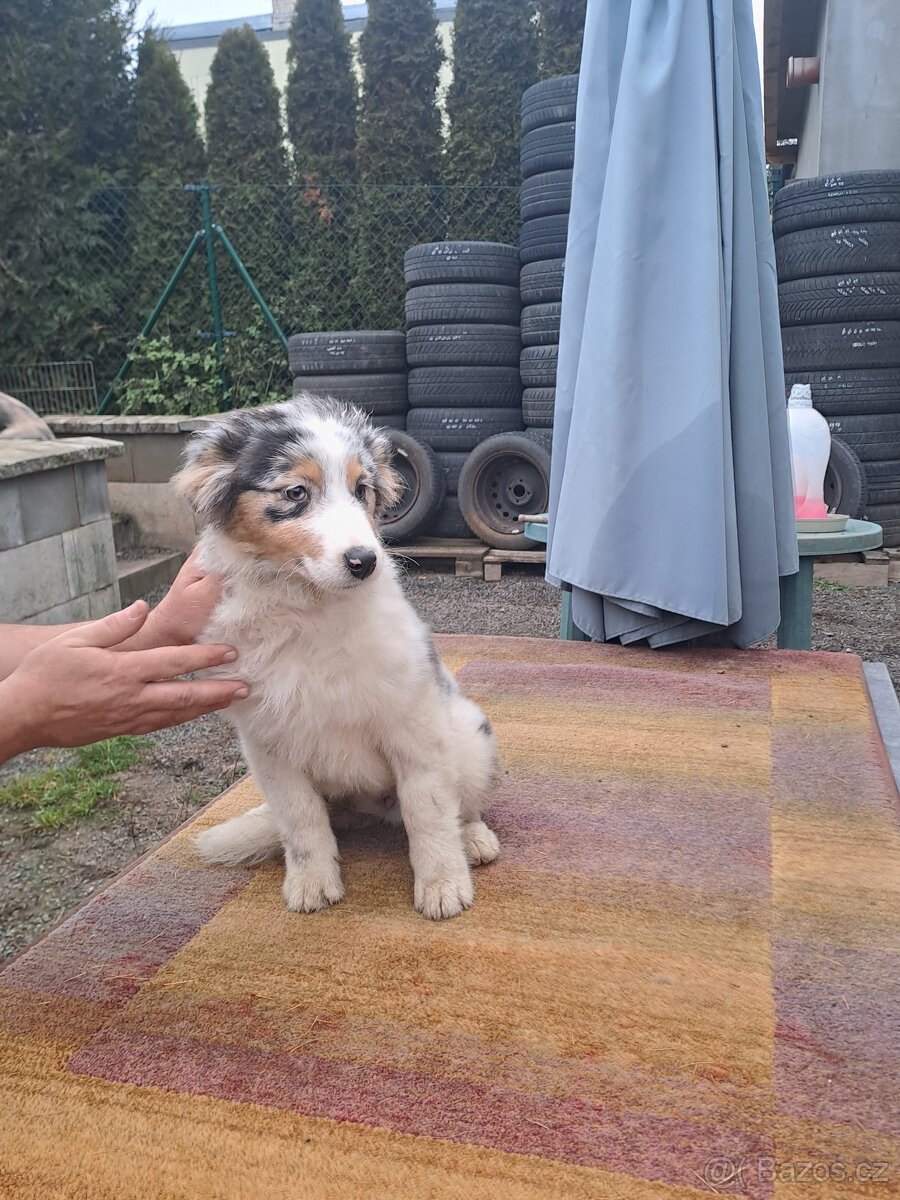 Chovatelská stanice nabízí štěňátka australských ovčáků s PP - 7