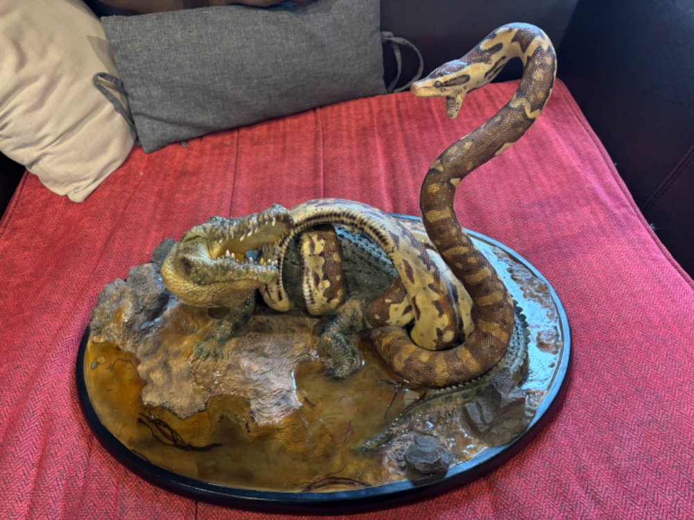 Queen Studios - Rock Python and Nile Crocodile - 7