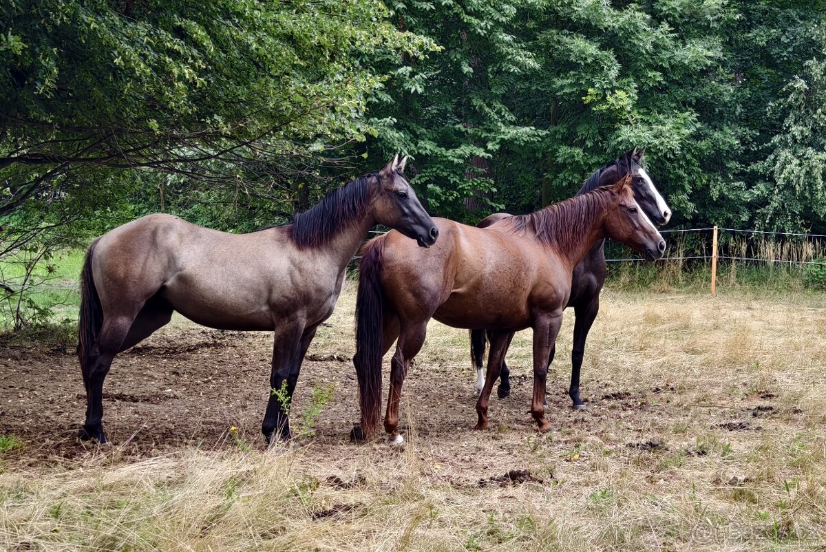 Krásná Grullo Klisna - 7