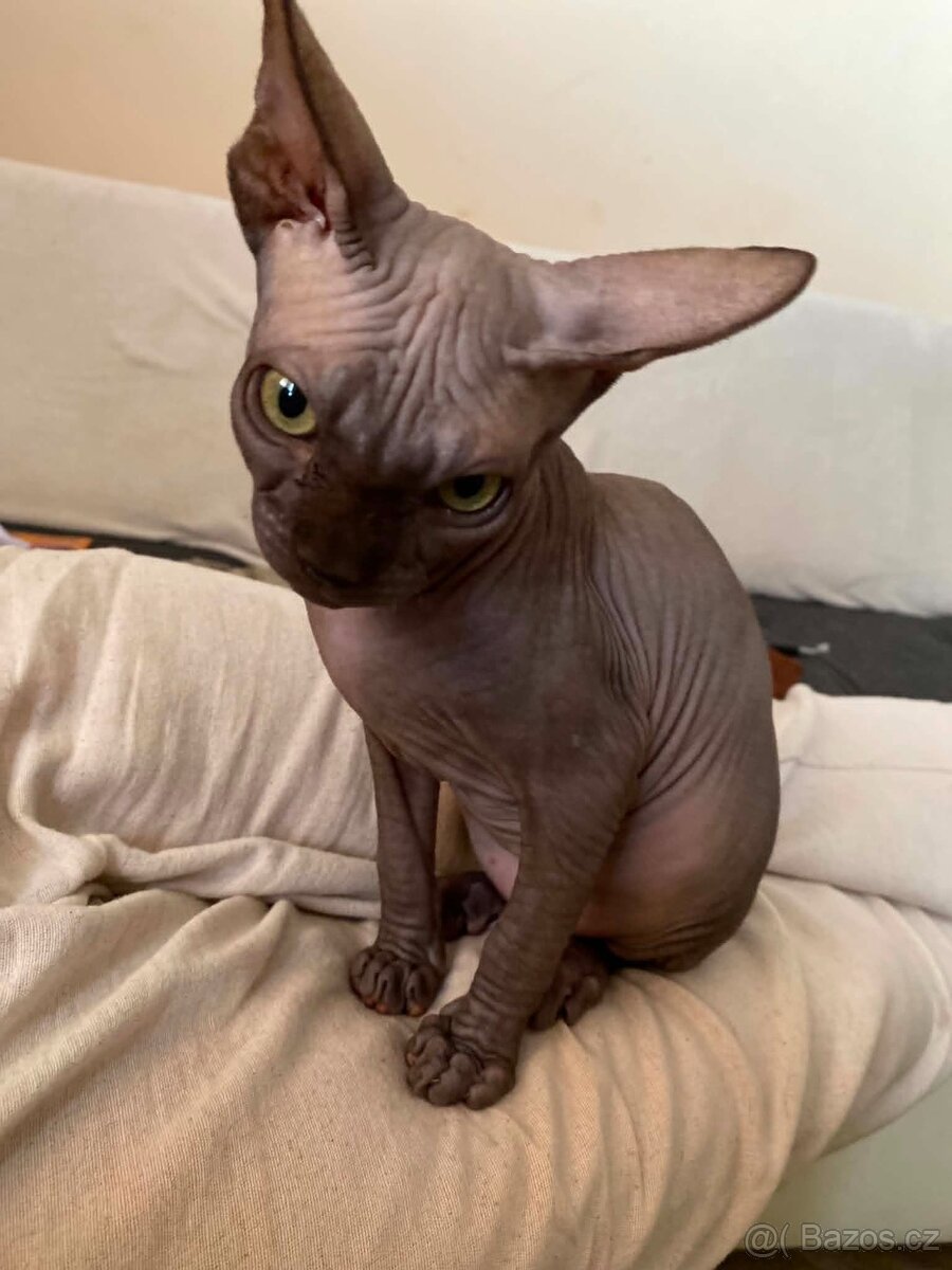SPHYNX koťátko bez PP - 7