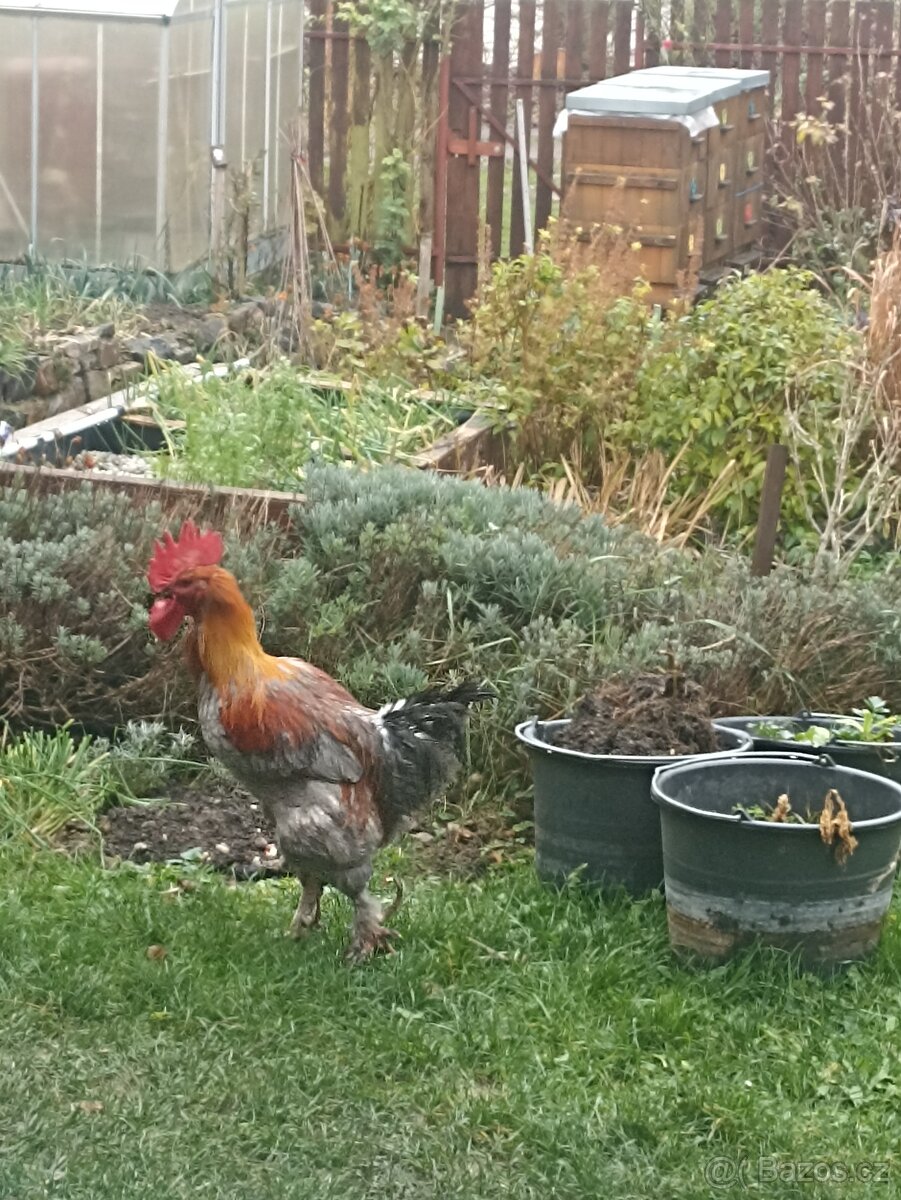 Maranský kohout - k odběru co nejdříve - 7