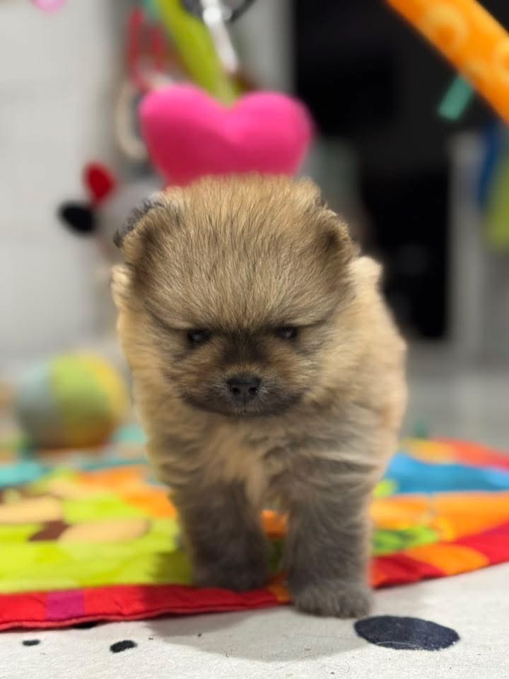 Pomeranian - luxusní štěňátka - 7