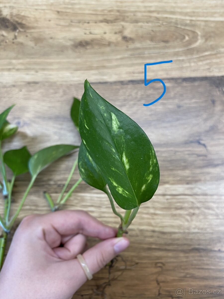Epipremnum aureum (pothos) - zakořeněné řízky - 7