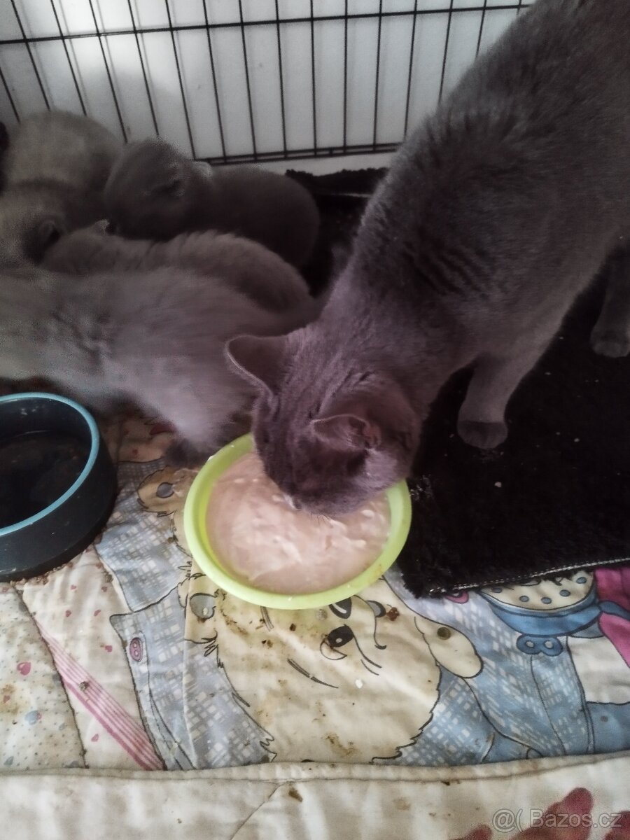 Prodám britská modrá koťátka - 7