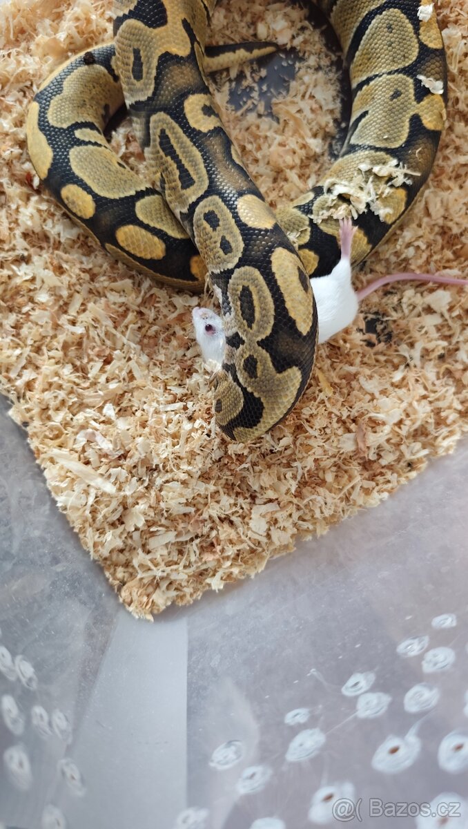Krajta královská - 7