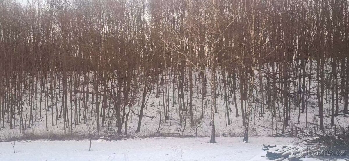 Palivové dřevo - 7