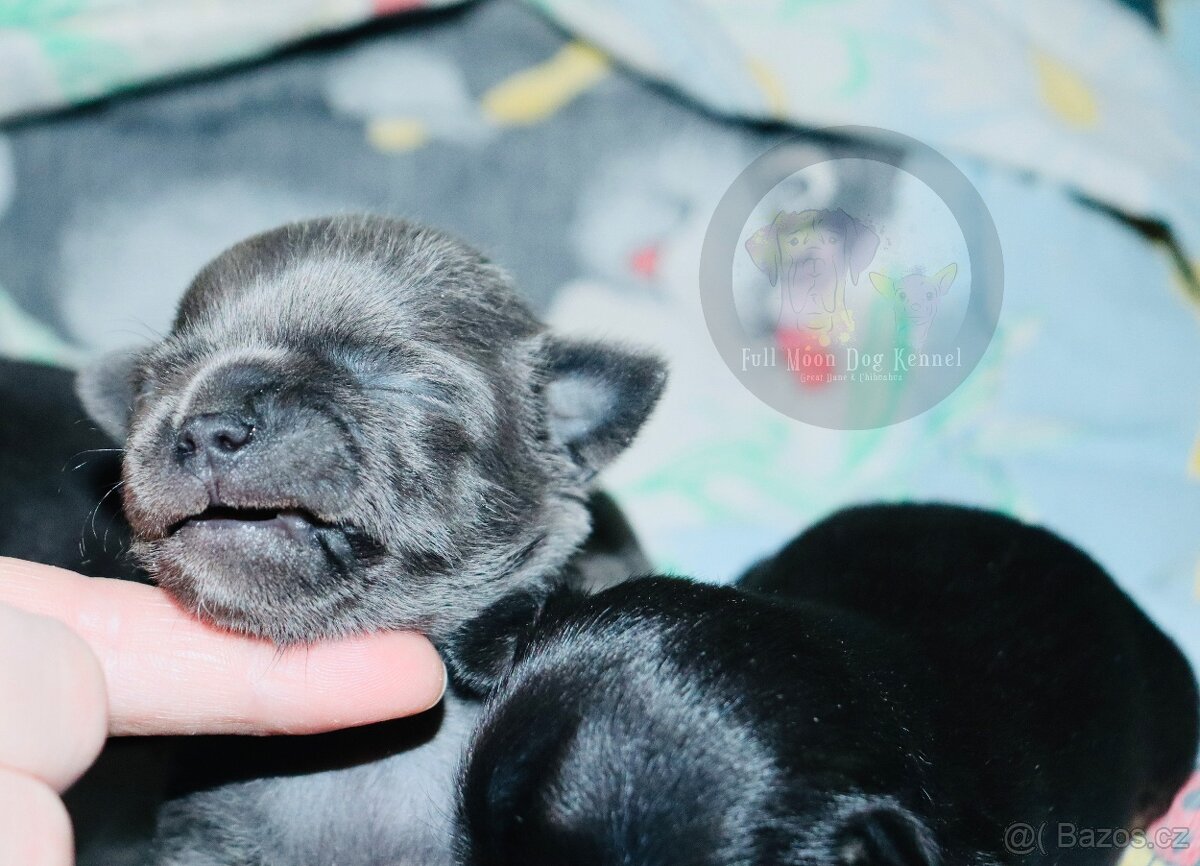 Čivava s PP k rezervaci - 7