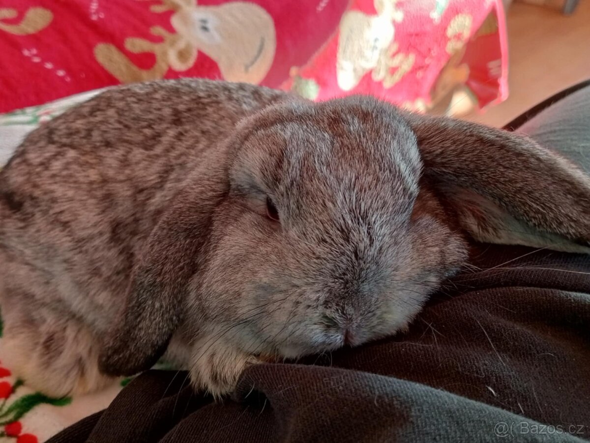 Samička Zakrslý Beránek MiniLop ❤️ - 7